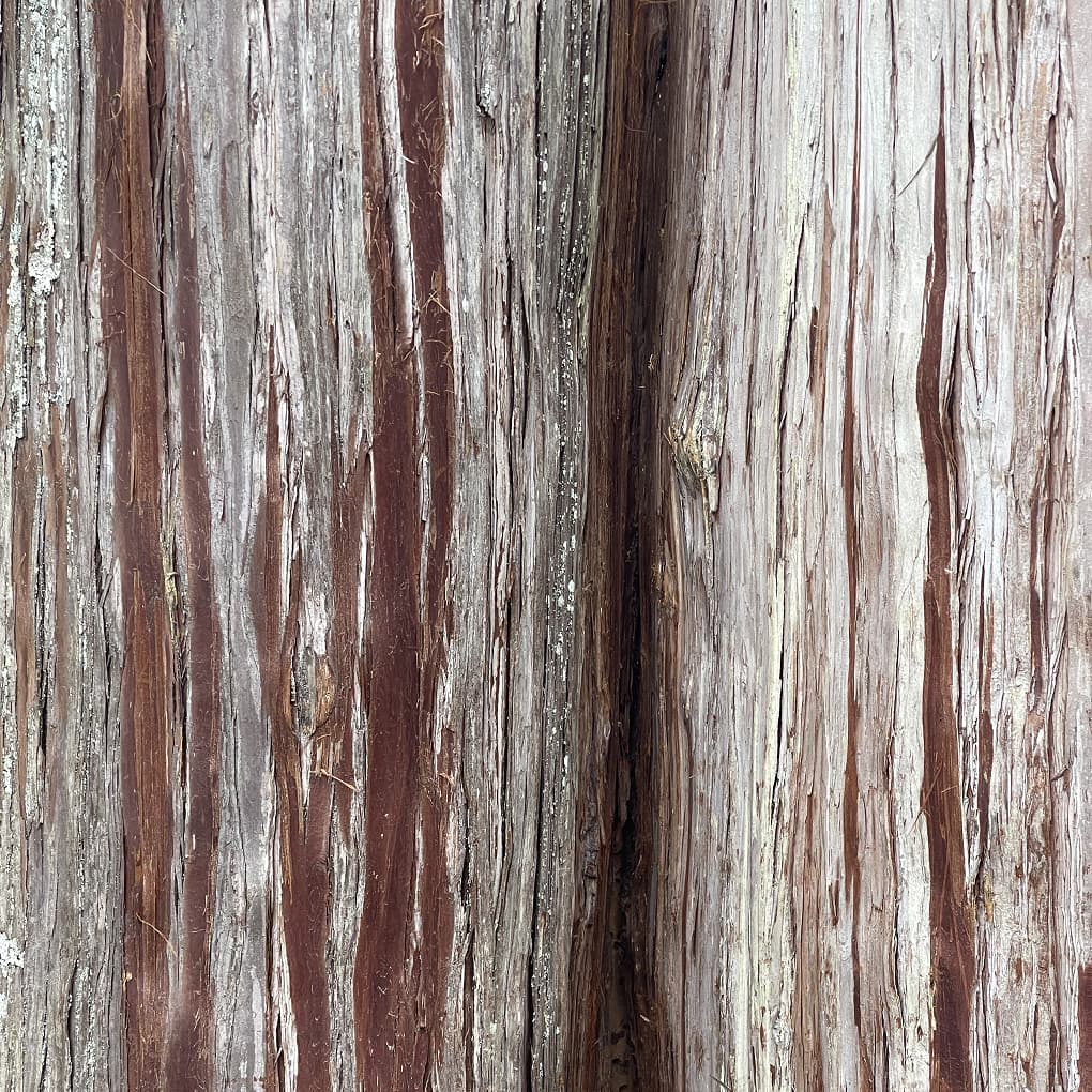 Tree bark texture