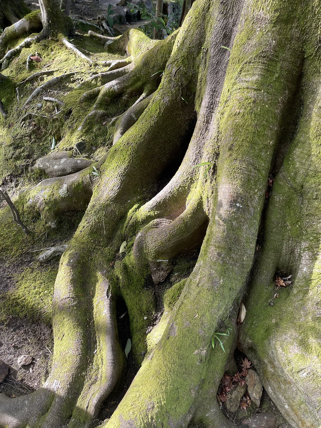 Tree roots