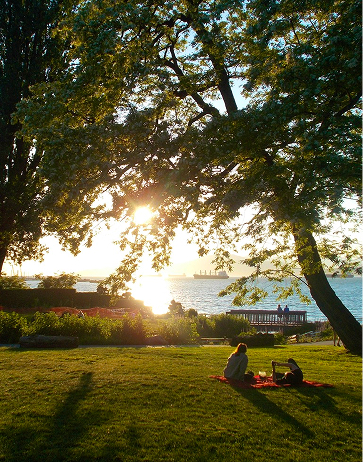 Sunset through trees at the park